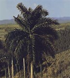 Пальмы (королевская пальма)