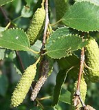 Повислая береза (листья и сережки)