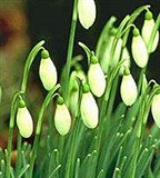 Подснежник