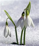 Подснежник (Galanthus)