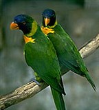 Попугаи (радужный лорикет)