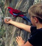 Попугаи (розелла)