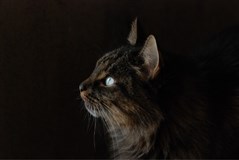 Сибирская кошка (2012)