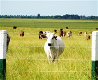 Скотоводство в Льяносе (Венесуэла)