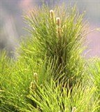 Сосна (дерево)