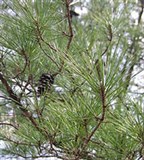 Сосна (дерево) (Сосна ладанная)