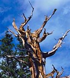 Сосна остистая