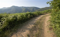 Сочи, Лазаревский район (чайная плантация)