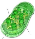 Хлоропласты