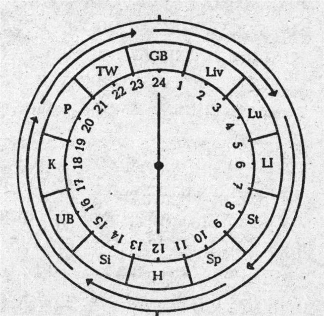 Сколько минут в круге. Часы организма. Часы нашего организма. Круг времени. Астрологические знаки времени суток картинка.