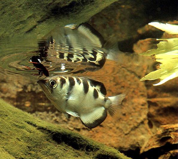осетры осетрообразные. стрелец и рыбы арт. 5 кг. стрелец рыба. мужчина стрелец и женщина рыбы.