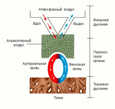 газообмен между организмом и окружающей средой. этапы процесса дыхания. газообмен — обмен газов между организмом и внешней средой. газообмен с внешней средой. обеспечение газообмена между организмом и окружающей средой.
