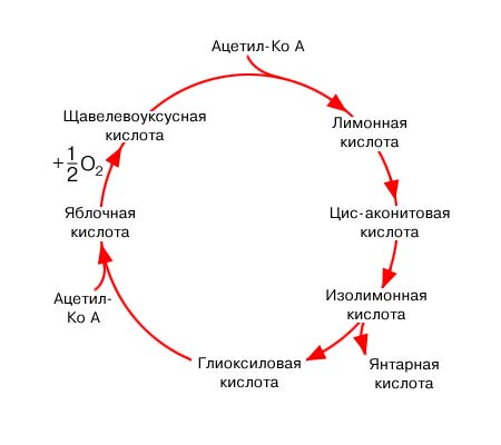 Схема глиоксилатного цикла