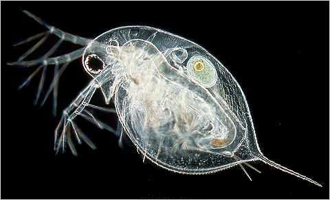 инфузория дафния. инфузории дафнии. зоопланктон дафния. ветвистоусые рачки дафнии. рачок дафния.