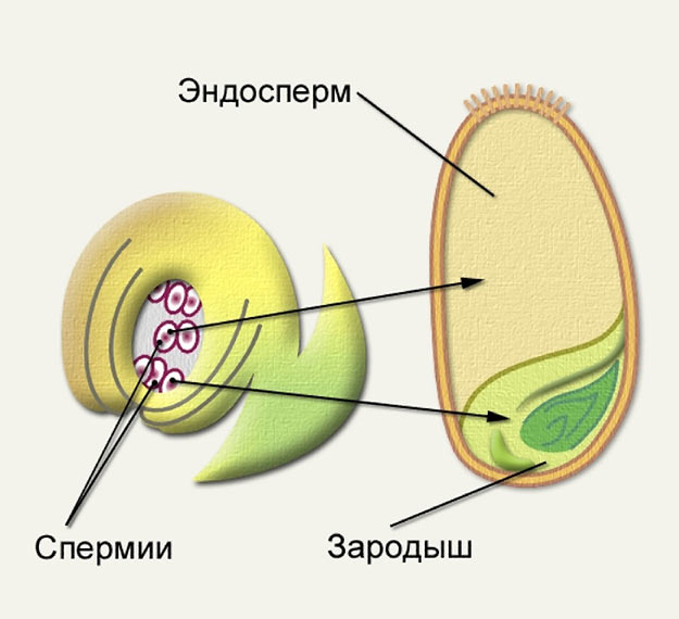 Определи какой цифрой на рисунке обозначена клетка из которой развивается эндосперм