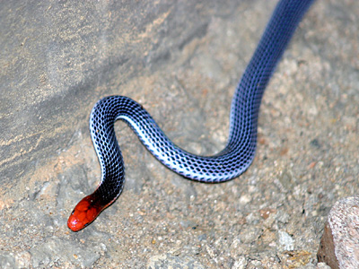 Змея с красными пятнами на голове фото
