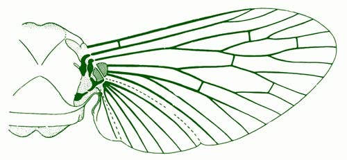 Крылья мухи схема. Строение крыла насекомых. Жилки крыла насекомых. Строение крыльев насекомых. Жилеи крыла насекомого.