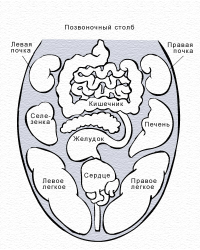 Диагностика по языку. Болезни по языку китайская медицина. Китайская медицина язык зоны. Определение болезни по языку китайская медицина. Диагностика болезней по языку Аюрведа.