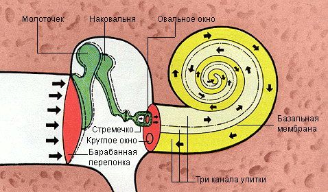 Канал передачи звука. Строение улитки уха. Среднее и внутреннее ухо в разрезе. Внутреннее ухо улитка в разрезе. Строение внутреннего уха.