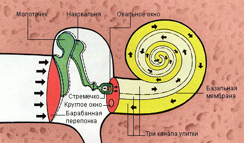 Канал улитка. Распространение звуковых колебаний в улитке. Передача звуковых колебаний по каналам улитки. Каналы улитки уха. Среднее и внутреннее ухо в разрезе.