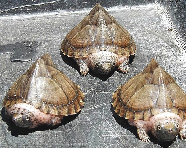 Килеватая мускусная черепаха (Sternotherus carinatus)