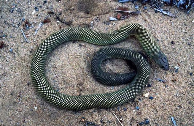Ехидны змеи. Черная ехидна змея. Мулга змея коричневый Король. Pseudechis Australis. Pseudechis porphyriacus.