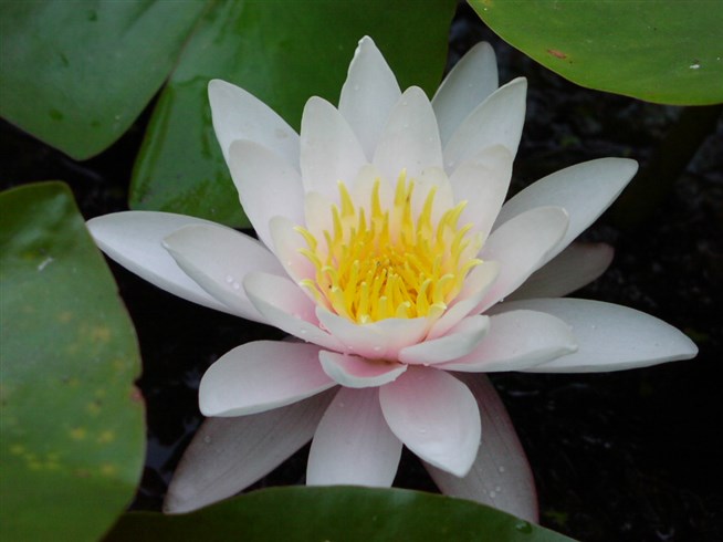 Nymphaea odorata