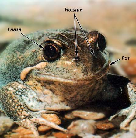 внкшнкк строкние лягушкм. земноводные наружное строение. земноводные гермафродиты или раздельнополые. внешнее строение лягушки обыкновенной. внешнее строение лягушки ротовой полости.