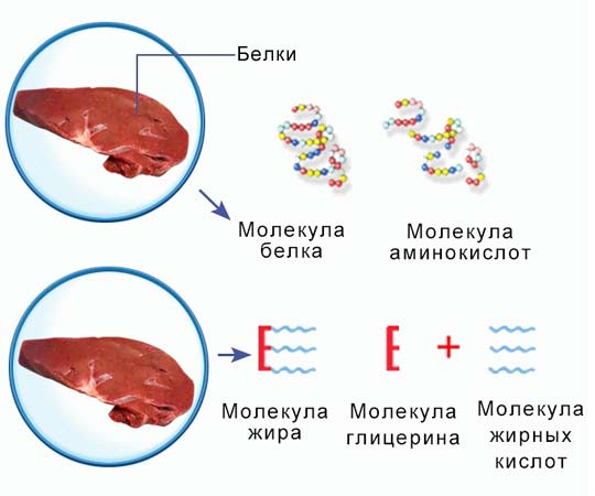 Распад белков на сто. Преобразование жиров в организме. Мзема расщепления белков в организме. Разложение белков. Процесс распада белка на отдельные аминокислоты.