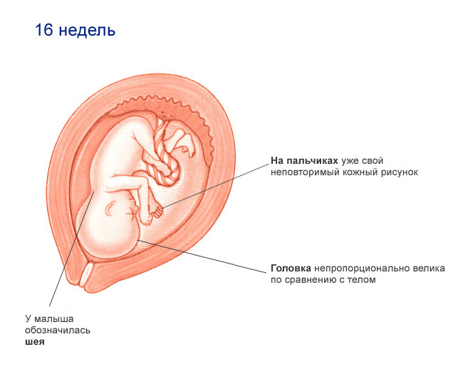 Шестнадцати недель. Плод 16 недель беременности размер плода. Как выглядит плод в 16 недель. Ребёнок на 16 неделе беременности. Размер ребенка на 16 неделе беременности.