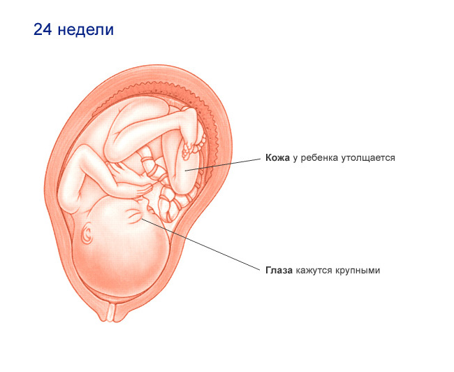 живот на 24 неделе беременности. 22-24 недели беременности. 24 недели это. 24 недели это. малыш на 24 неделе беременности.