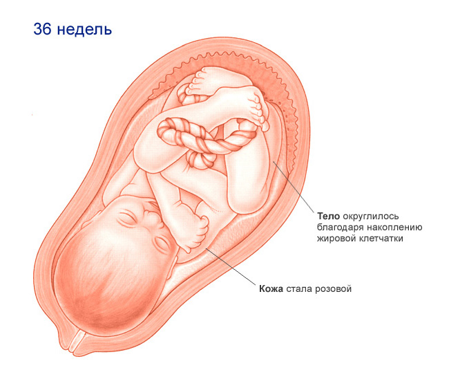 Беременность 36 недель каменеет. Расположение плода на 36 неделе беременности. Расположение плода в матке на 36 неделе беременности. Расположение плода в животе на 36 неделе беременности. Расположение плода на 37 неделе беременности.