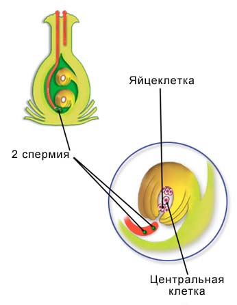 Спермия цветка. Центральная клетка зародышевого мешка. Полиспермия. Полиспермия оплодотворение.