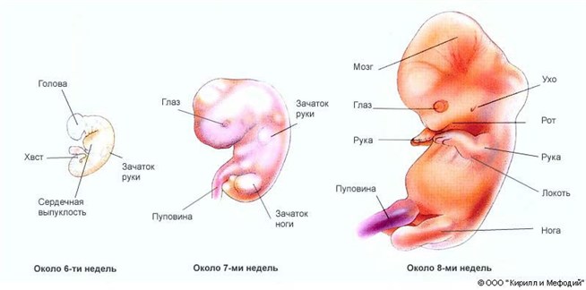 Около недели. Эмбриональный период беременности. 8 Недель эмбрионального развития. Формирование органов эмбриона. Периоды формирования органов у эмбриона.