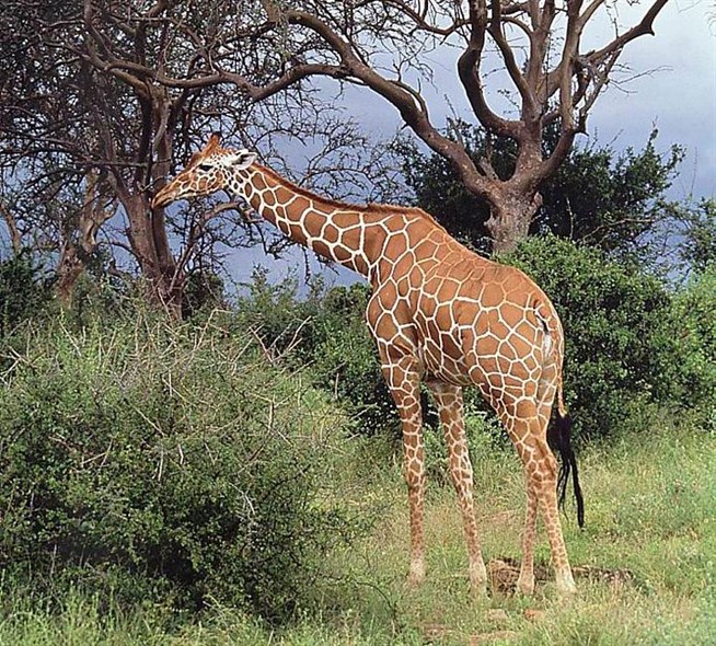 Сетчатый жираф фото