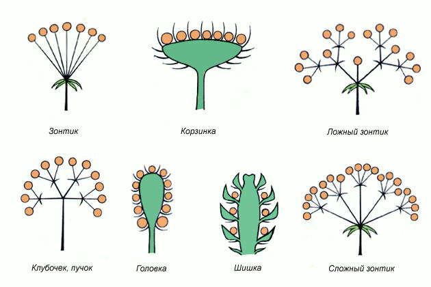 На каких рисунках изображены схемы простых соцветий