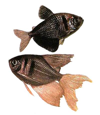 Как отличить тернеций. Тернеция аквариумные рыбки пол. Тернеция рыбка самец и самка. Тернеция самец и самка. Тернеция аквариумная самка.