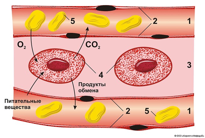 Тканевая жидкость. Строение тканевой жидкости. Тканевая жидкость в организме человека. Лимфа и тканевая жидкость.