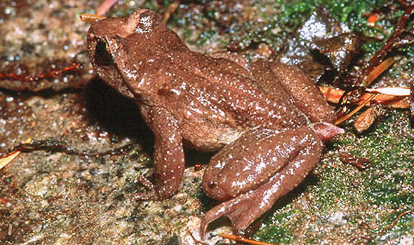 Tailed frog