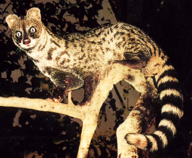 малая цивета 5 букв первая. африканская циветта. Banded palm civet. африканская циветта. малая цивета 5 букв первая.