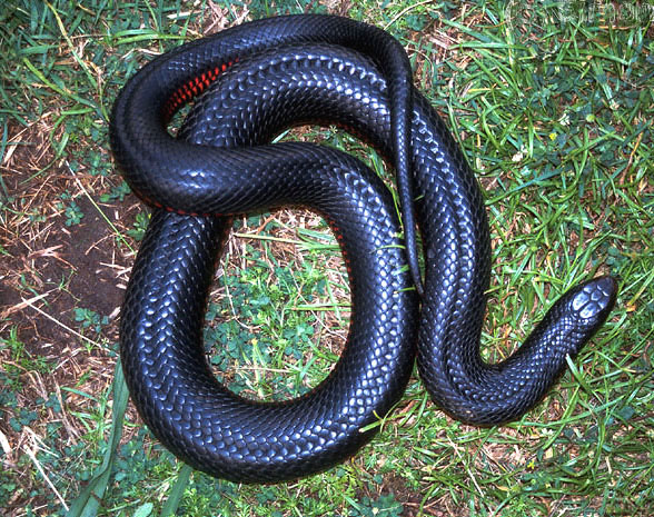 Ехидны змеи. Черная ехидна змея. Черный Аспид змея. Ехидна змея фото. Pseudechis porphyriacus.