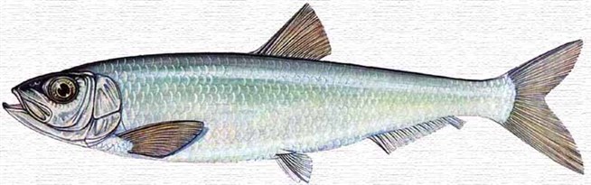 Черноморскокаспийская тюлька (Clupeonella cultriventris