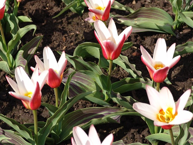 mediapreview?Key=Heart%E2%80%99s%20Delight%20%5B%D0%A0%D0%BE%D0%B4%20%D1%82%D1%8E%D0%BB%D1%8C%D0%BF%D0%B0%D0%BD%20%E2%80%93%20Tulipa%20L.%5D&Width=654&Height=654