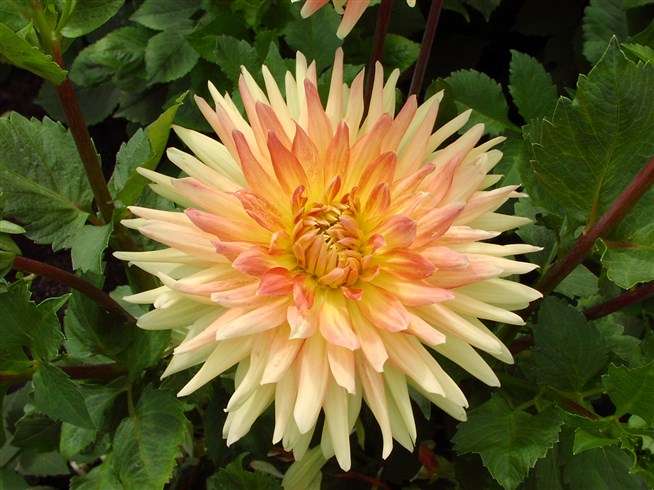 Dahlia merckii