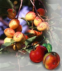 АБРИКОС (плоды)