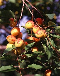 АБРИКОС ОБЫКНОВЕННЫЙ