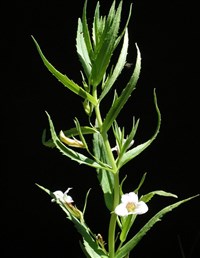 АВРАН (лекарственный авран)