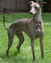 АВСТРАЛИЙСКАЯ БОРЗАЯ (экстерьер)