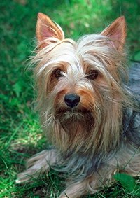 АВСТРАЛИЙСКИЙ ШЕЛКОВИСТЫЙ ТЕРЬЕР