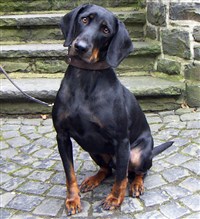 АВСТРИЙСКАЯ ГОНЧАЯ (на поводке)